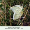 pieris rapae in copula georgia